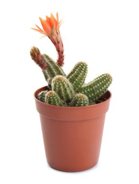 Beyaz arka planda pot güzel kırmızı çiçek ile kaktüs (Echinopsis chamaecereus)