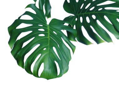 Yeşil taze Monstera beyaz arka planda yaprakları. Tropikal bitki