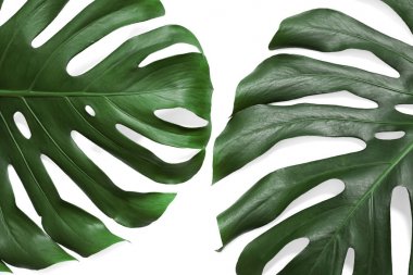 Yeşil taze Monstera beyaz arka planda yaprakları, üst görünüm. Tropikal bitki