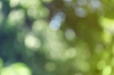 Soyut yeşil arkaplanın bulanık görünümü. Bokeh etkisi