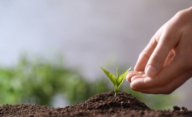 Kadın bulanık arka planda toprakta genç fide koruyan, metin için boşluk ile çekim