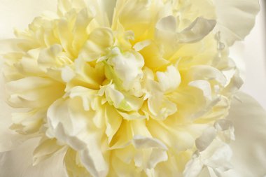 Arka plan olarak kokulu şakayık, çekim görünümü. Güzel Bahar çiçeği