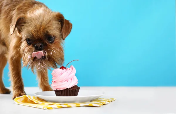 Retrato de estúdio de engraçado cão de Bruxelas Griffon comer bolo saboroso contra fundo de cor. Espaço para texto — Fotografia de Stock