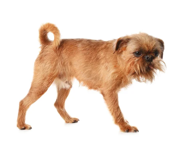 Retrato de estudio del divertido perro Griffon de Bruselas sobre fondo blanco —  Fotos de Stock