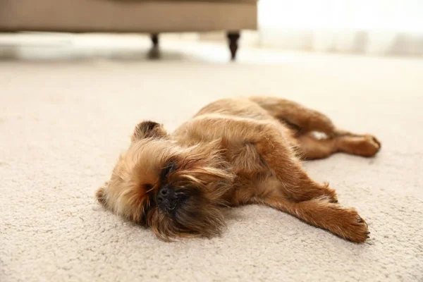 Studio portrait of funny Brussels Griffon dog sleeping on carpet at home
