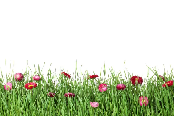 Élénk zöld fű, gyönyörű virágok, fehér alapon — Stock Fotó