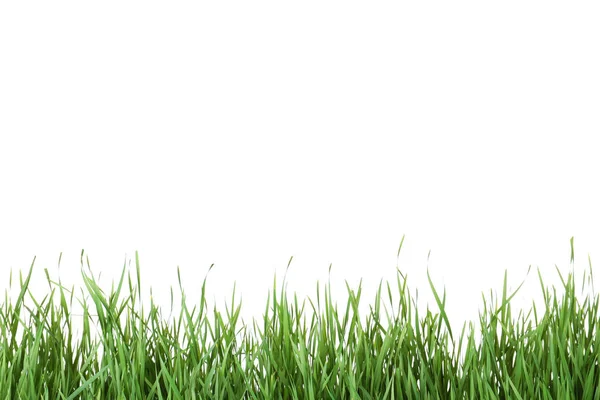 Hermosa hierba verde vibrante sobre fondo blanco — Foto de Stock
