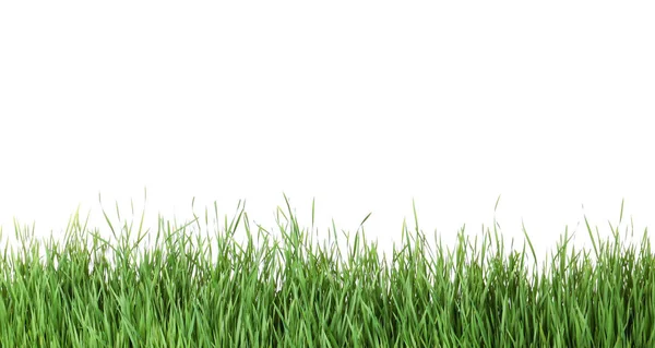 Beautiful vibrant green grass on white background — Stock Photo, Image