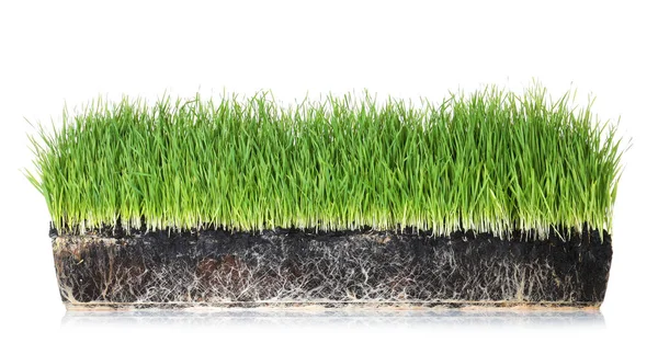 Ζωντανό πράσινο γρασίδι στο χώμα σε λευκό φόντο — Φωτογραφία Αρχείου