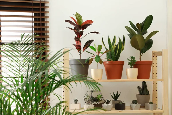 Interior kamar bergaya dengan tanaman rumah yang berbeda — Stok Foto