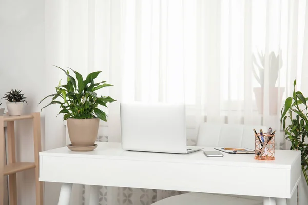 Plantas domésticas y portátil en la mesa en el interior de la oficina —  Fotos de Stock