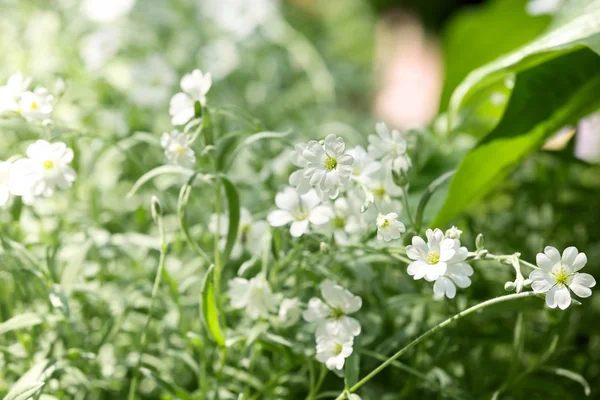 Bellissimi fiori bianchi primaverili nel giardino verde nelle giornate di sole. Spazio per testo — Foto Stock