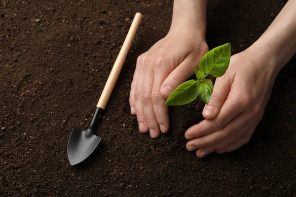 Mulher plantando mudas jovens no solo, close-up. Tempo de jardinagem — Fotografia de Stock