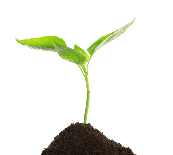 Young plant and pile of fertile soil on white background. Gardening ...