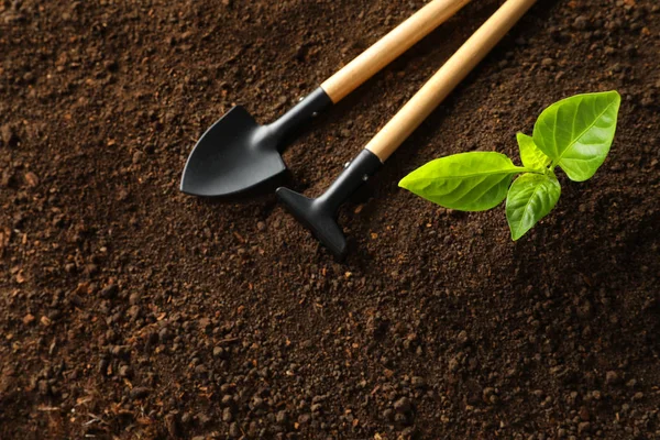 Composição de leigos planos com plantas jovens e ferramentas de jardinagem em solo fértil, espaço para texto — Fotografia de Stock