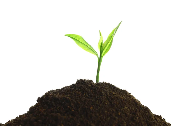 Young plant and pile of fertile soil on white background. Gardening ...