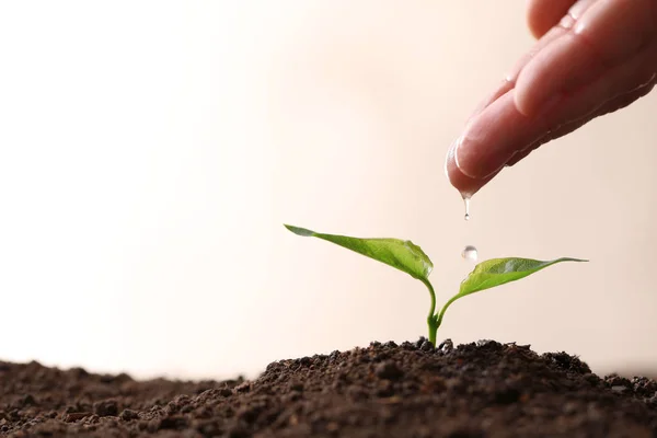 Agricultor vertiendo agua sobre plántulas jóvenes en el suelo sobre fondo claro, primer plano. Espacio para texto — Foto de Stock