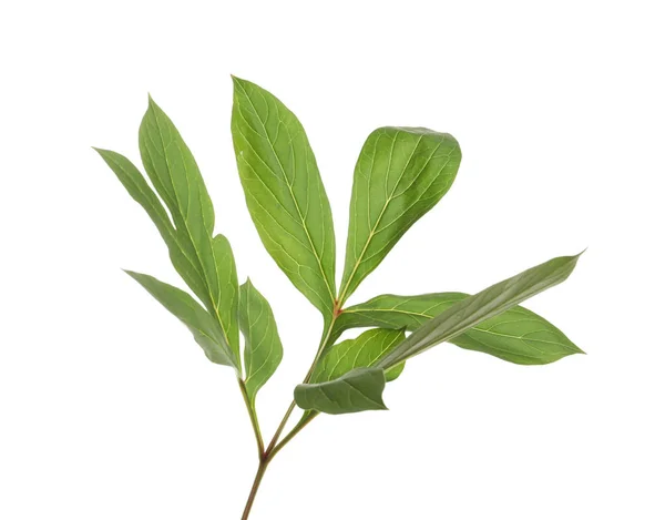 Färska gröna pion blad på vit bakgrund — Stockfoto