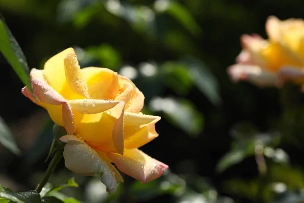 Bela rosa florescendo no jardim no dia ensolarado, espaço para texto — Fotografia de Stock