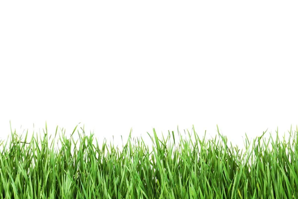 Beautiful vibrant green grass on white background — Stock Photo, Image