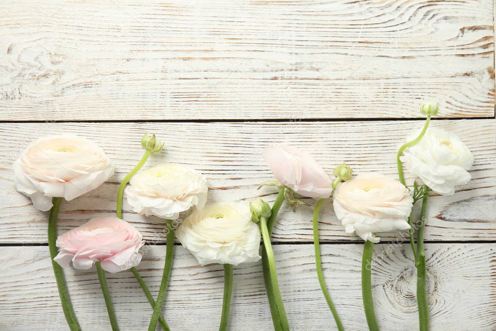 Beautiful ranunculus flowers and space for text on wooden background, flat lay