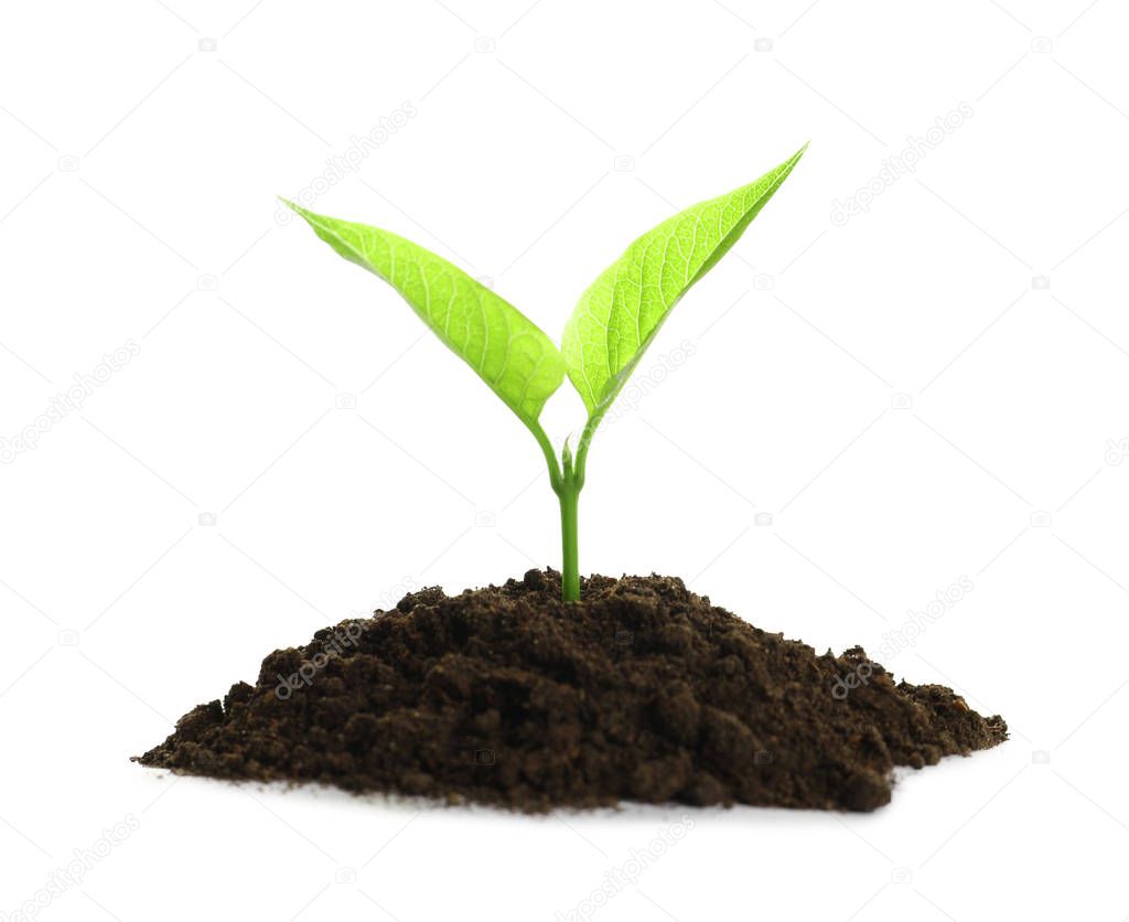 Young plant and pile of fertile soil on white background. Gardening time
