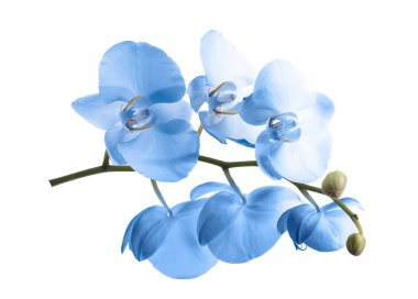 Beyaz arka planda güzel parlak mavi orkide