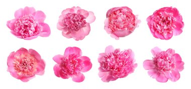 Beyaz arka planda güzel şakayık çiçekleri.