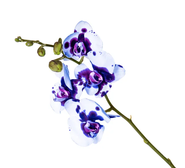 Bella orchidea blu brillante su sfondo bianco — Foto Stock