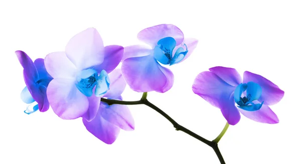 Hermosa orquídea azul brillante sobre fondo blanco — Foto de Stock