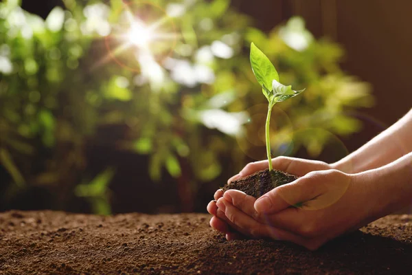 Kvinna som håller ung grön frö planta i jord mot suddig bakgrund, närbild med utrymme för text — Stockfoto