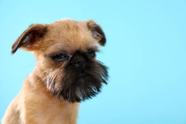 Renkli arka planda komik Brüksel Griffon köpek stüdyo portresi. Metin alanı