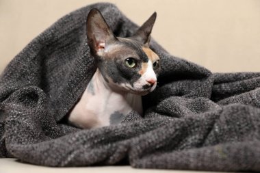 Sevimli Sphynx kedi kanepede ekose ile kaplıdır. Dost canlısı Evcil hayvan