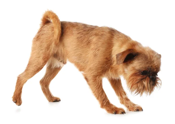 Retrato de estudio del divertido perro Griffon de Bruselas sobre fondo blanco —  Fotos de Stock