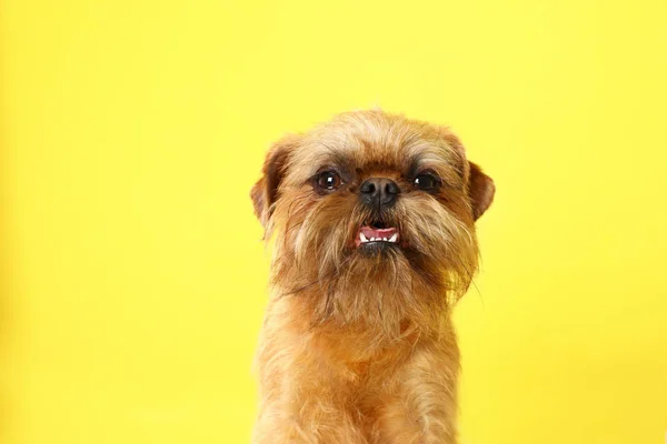 Studio portrait of funny Brussels Griffon dog looking into camera on color background — Stock Photo, Image