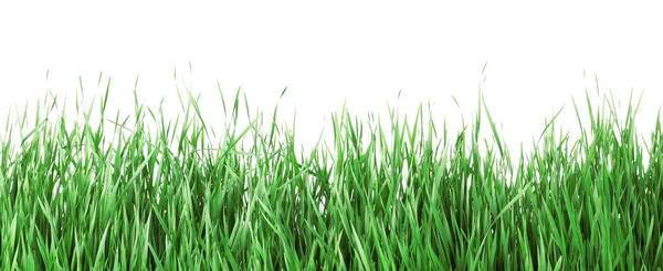 Hermosa hierba verde vibrante sobre fondo blanco — Foto de Stock