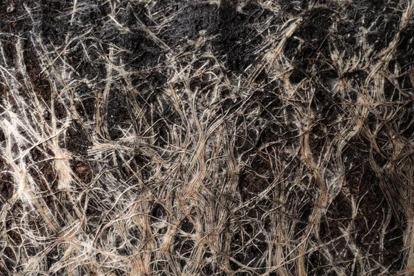 Крупним планом вид на коріння трави в грунті як фон — стокове фото