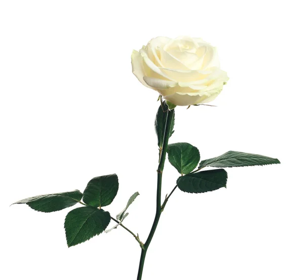 Gyönyörű virágzó Rózsakő fehér alapon — Stock Fotó