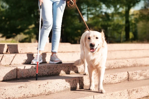 Οδηγός σκύλος βοηθώντας τυφλό άτομο με μακρύ ζαχαροκάλαμο πηγαίνει κάτω σκάλες σε εξωτερικούς χώρους — Φωτογραφία Αρχείου