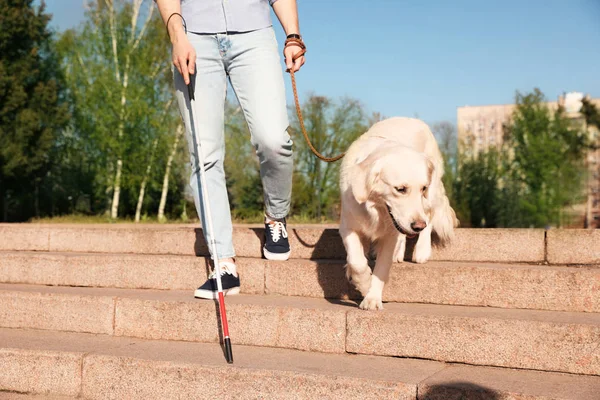 Guide dog helping blind person with long cane going down stairs outdoors