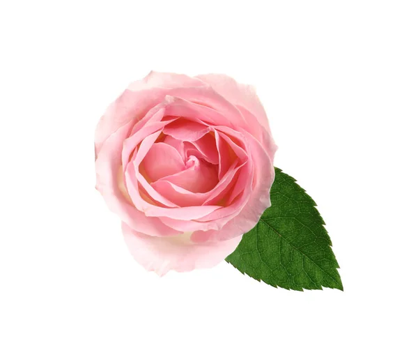 Piękny kwitnący różowy róż na białym tle, widok z góry — Zdjęcie stockowe