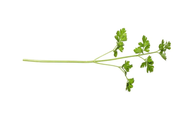 Fresh green organic parsley on white background — Stock Photo, Image