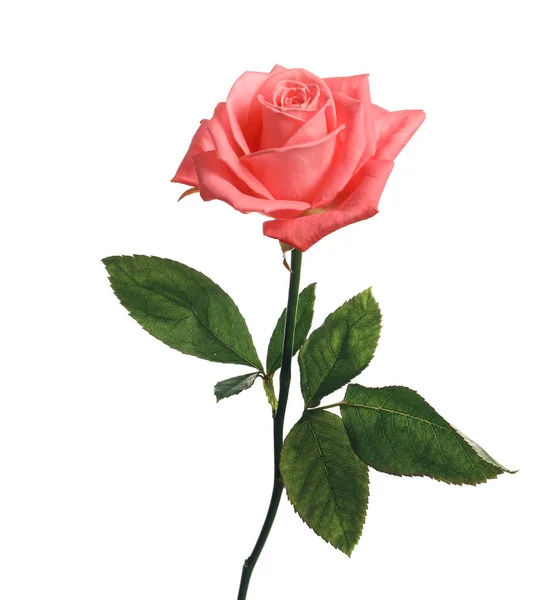 Όμορφο ανθισμένο ροζ τριαντάφυλλο σε λευκό φόντο — Φωτογραφία Αρχείου
