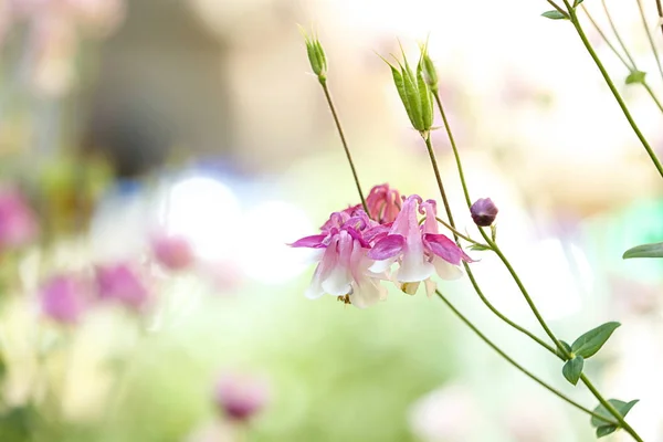 Hermosa aquilegia brillante en el jardín, primer plano con espacio para el texto. Flores de primavera — Foto de Stock