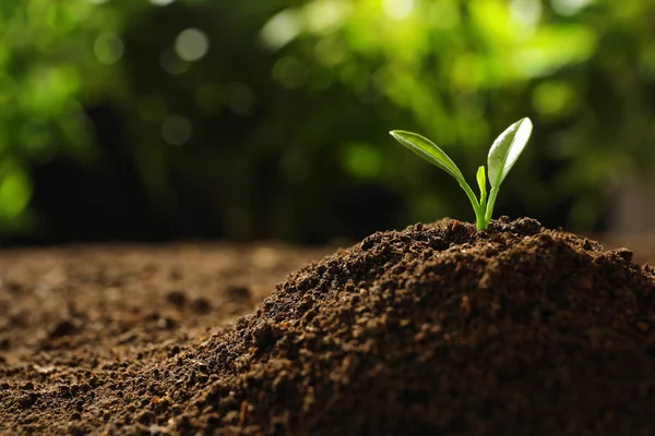 Young seedling in soil on blurred background, space for text — Stock Photo, Image