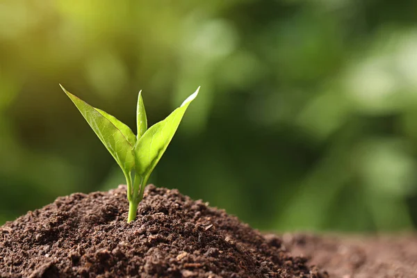 Jovem planta em solo fértil sobre fundo desfocado, espaço para texto. Tempo de jardinagem — Fotografia de Stock