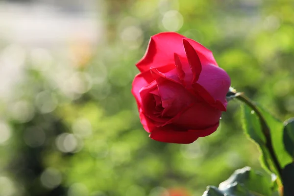 美丽的盛开的玫瑰在花园里阳光明媚的日子, 特写镜头。文本的空间 — 图库照片