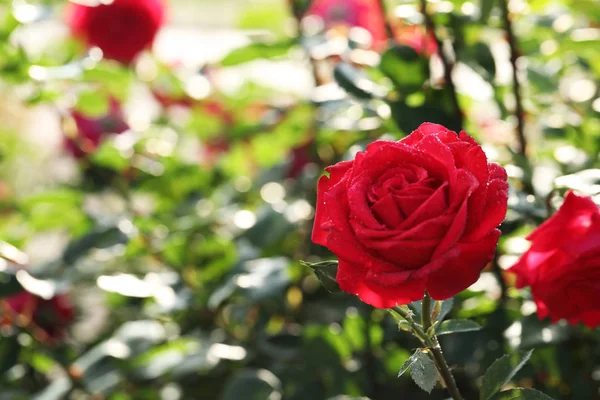 Hermosa rosa en flor en el jardín en el día soleado, espacio para el texto — Foto de Stock