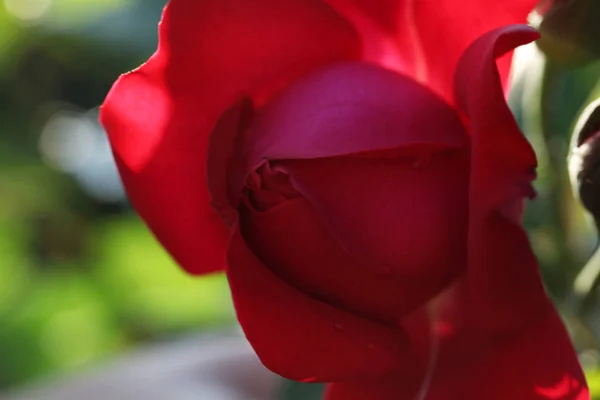 Nahaufnahme der schönen blühenden Rose vor verschwommenem Hintergrund — Stockfoto