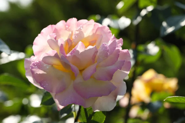 Bela rosa florescendo no jardim no dia ensolarado, vista de close-up — Fotografia de Stock